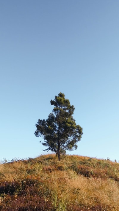 白天，棕色草地上的绿树